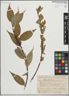 Foto von Salix lucida Muhl.